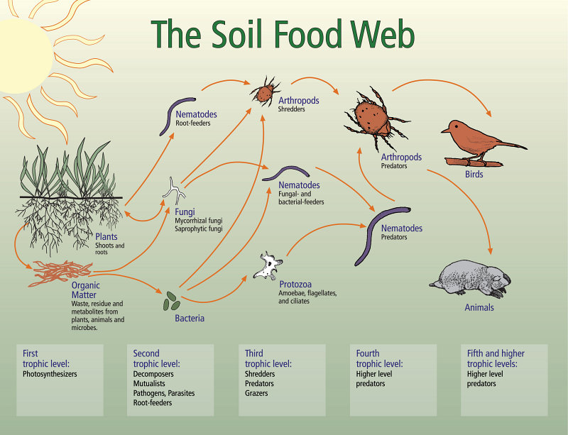 nrcs_usda_Soil_Food-Web_800.jpg