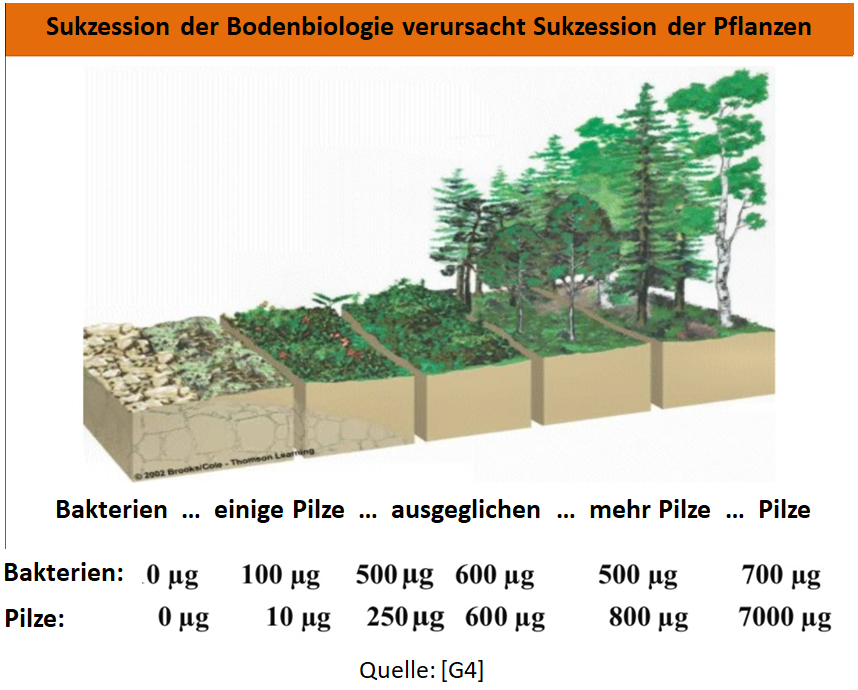 Sukzession_Pilze_Bakterien.jpg