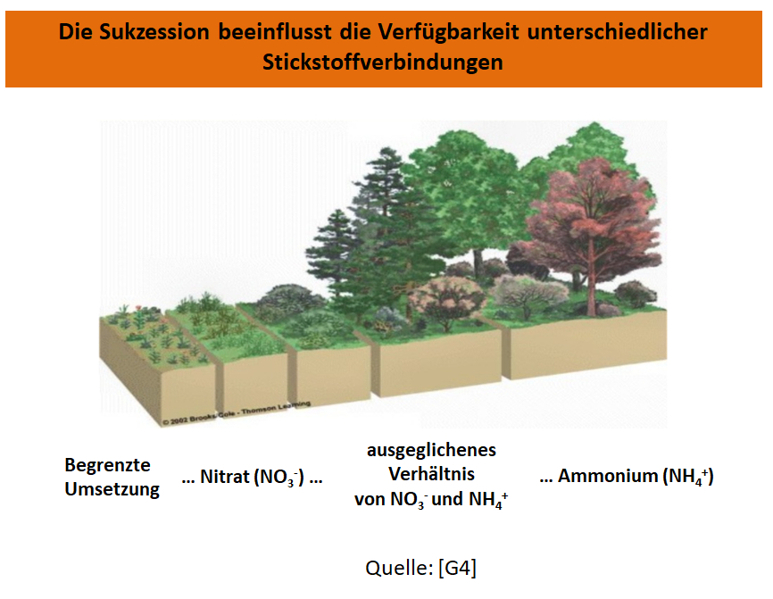 Sukzession_Stickstoffverbindungen.jpg