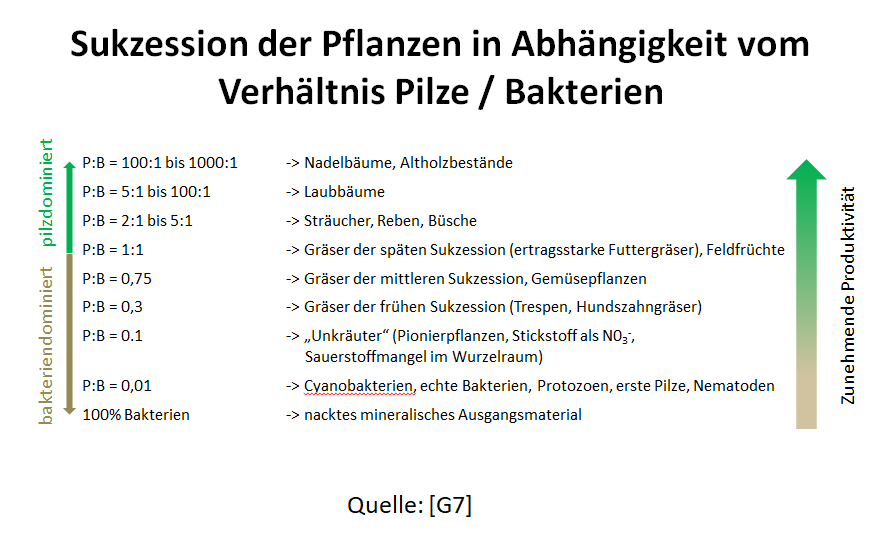 Sukzession_Pflanzen.jpg